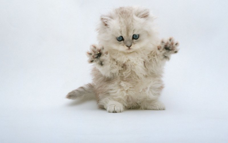 Милые кошки