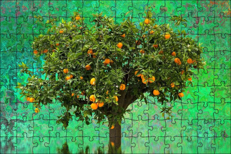 Мандарин дарахти