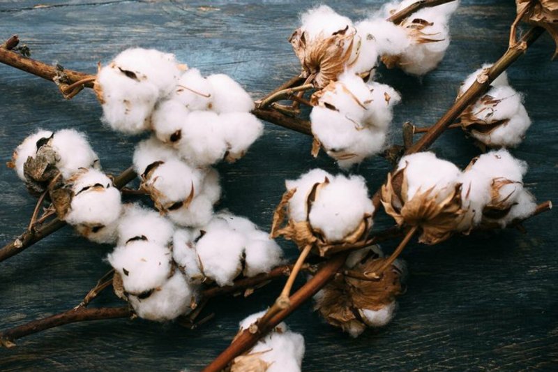 Хлопчатник Барбадосский