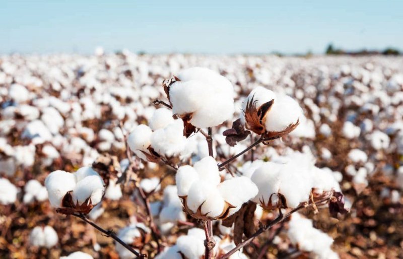 Хлопковые поля в Узбекистане