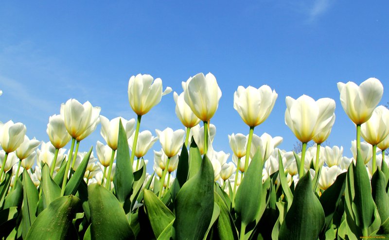 Весна тюльпаны