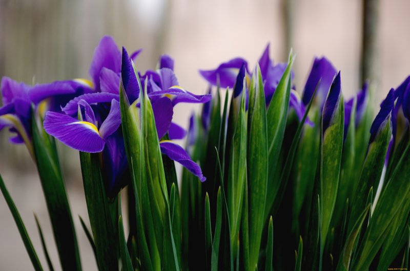 Касатик цветок