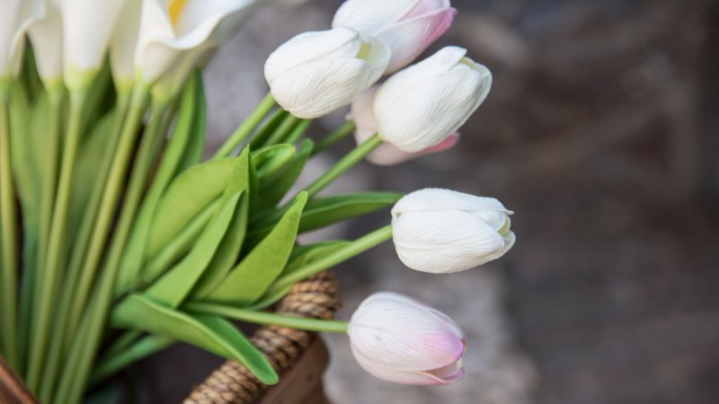 Белые тюльпаны букет