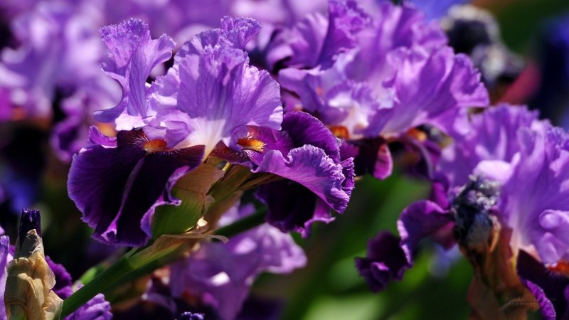 Ирис Гонг Конг