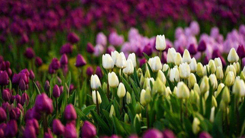 Цветы тюльпаны