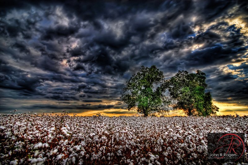 Хлопковое поле небо