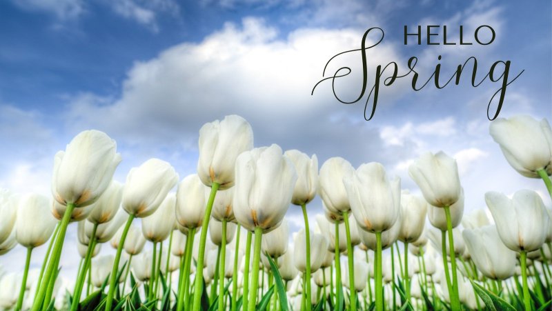 Белые тюльпаны