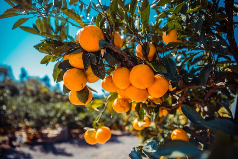 Абхазия мандарины на дереве