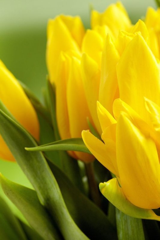 Тюльпаны на телефон