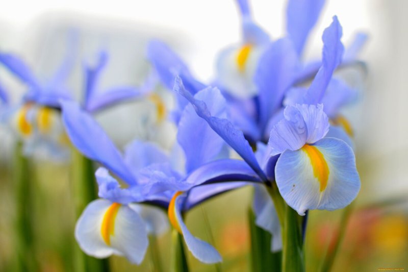 Весенние цветы Ирис