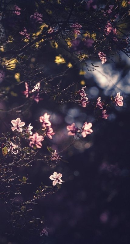 Темные цветы