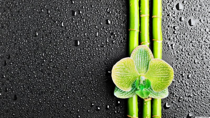 Обои на телефон высокого качества