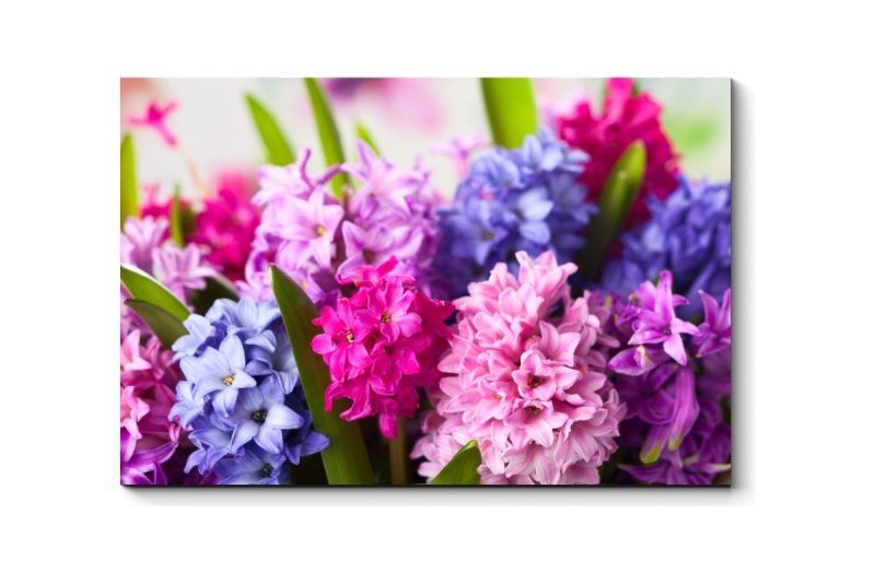 Весенние цветы гиацинты