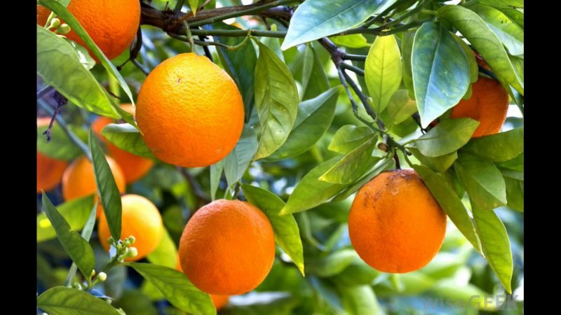 Апельсин (Citrus sinensis)