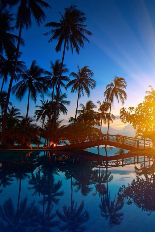 Бали пальмы