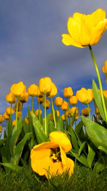 Тюльпаны обои