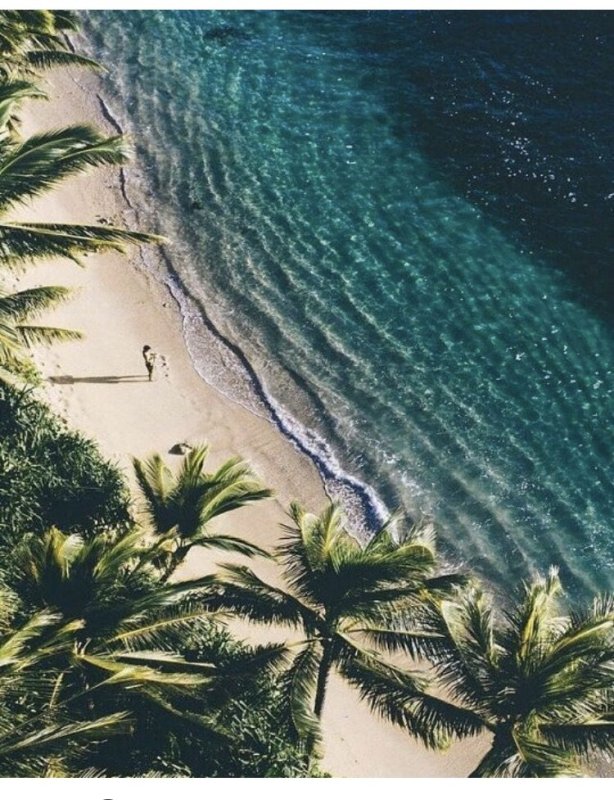 Море пальмы