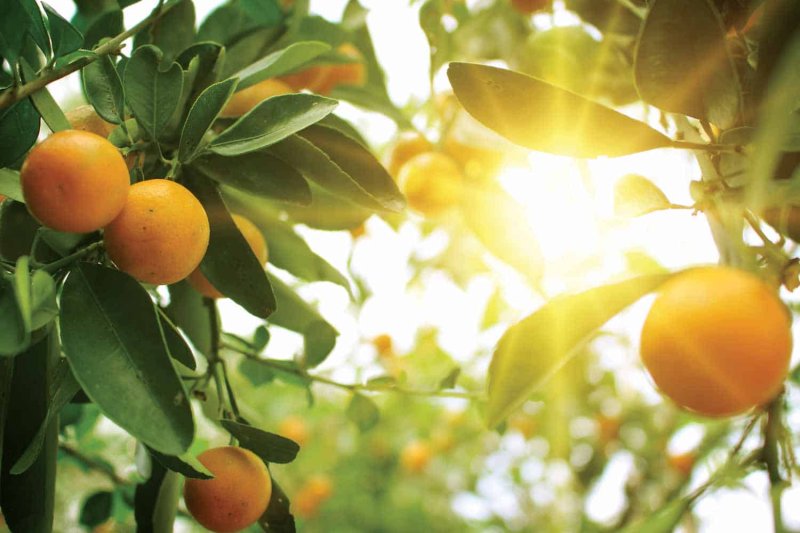 Мандариновое дерево