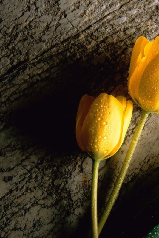 Желтые тюльпаны на черном фоне