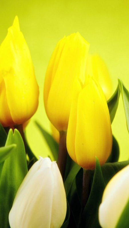 Тюльпаны желто зеленые