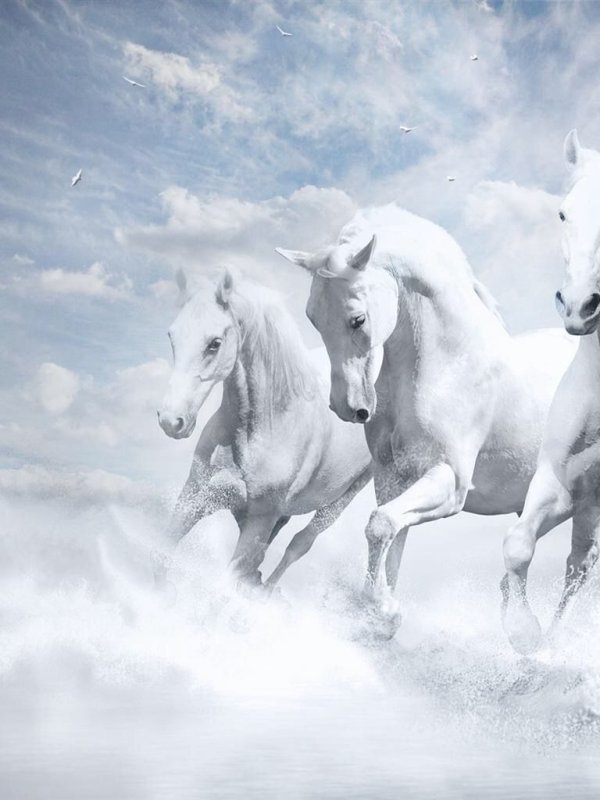 Белая лошадь