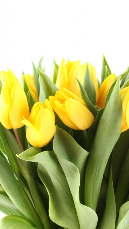 Желтые тюльпаны