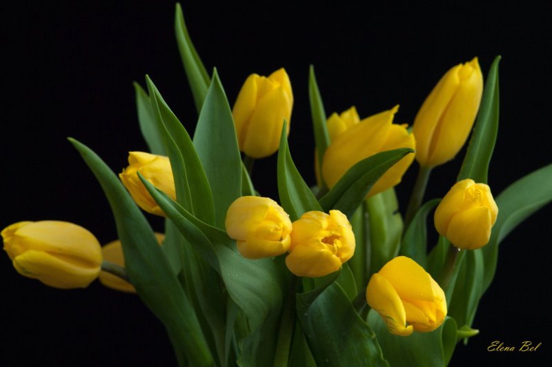 Жёлтый цветок