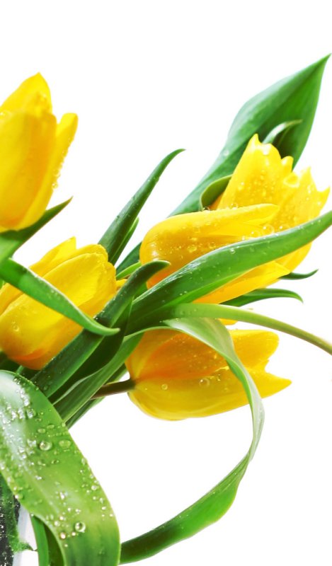 Желтые тюльпаны