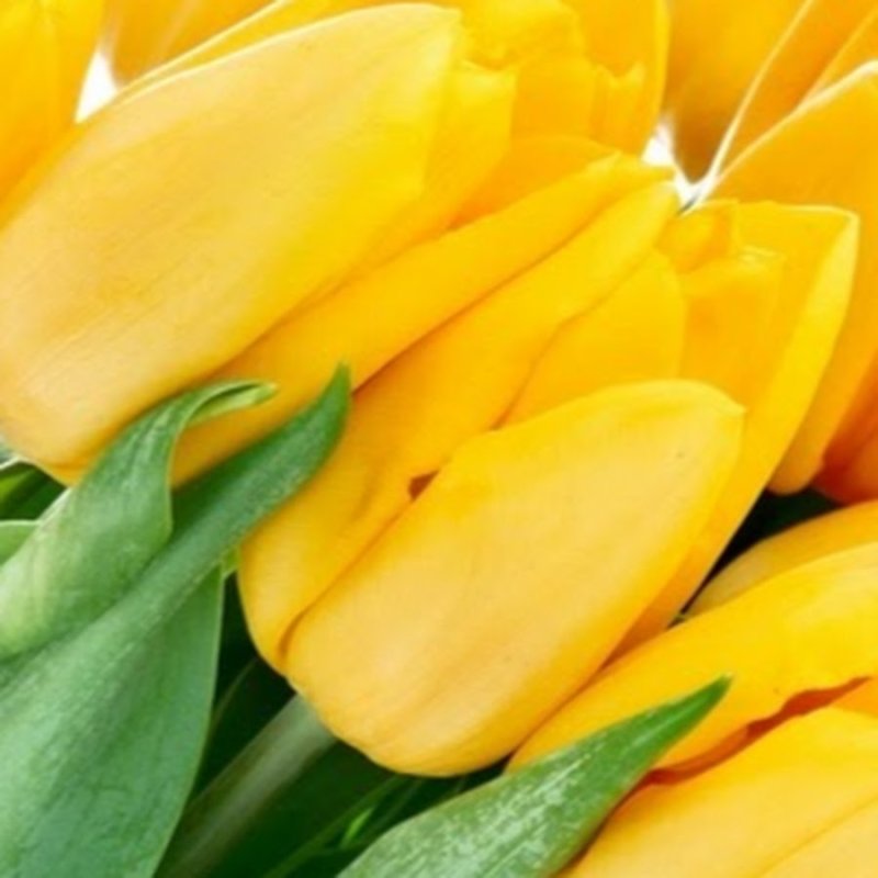 Яркие тюльпаны