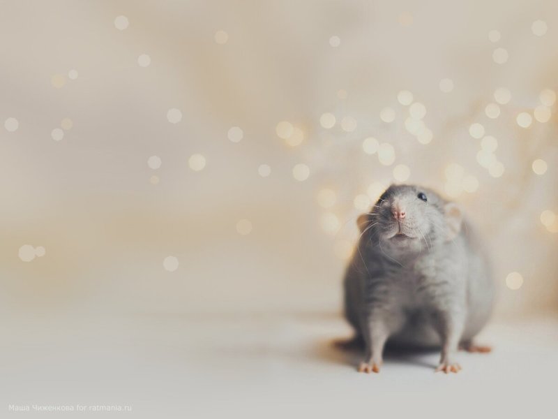 Фон на рабочий стол крысы