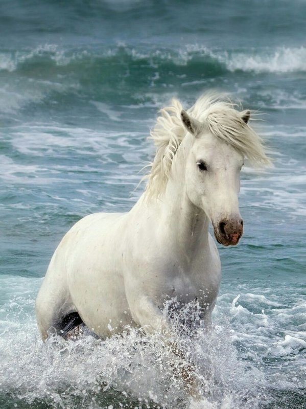 Красивый конь