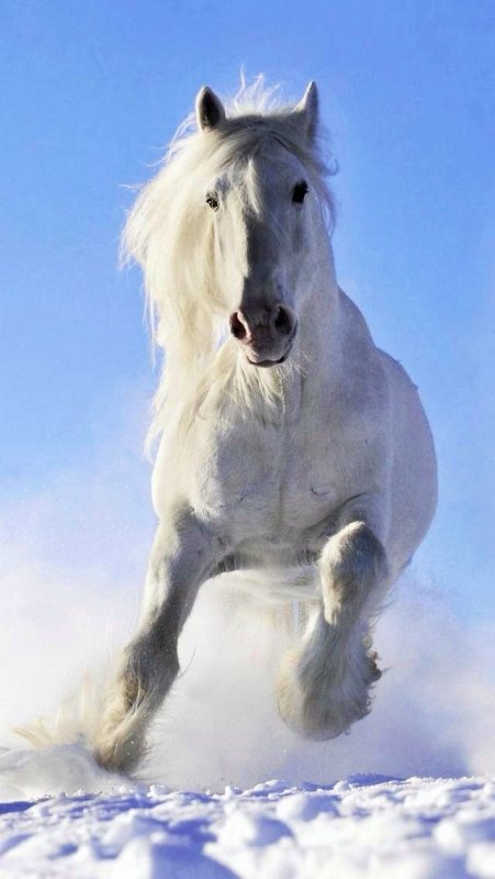 Белая лошадь