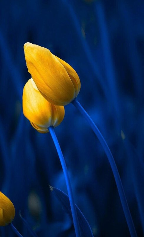 Синие тюльпаны