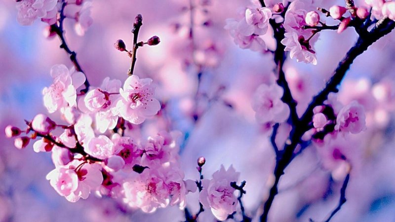 Вишня черри блоссом