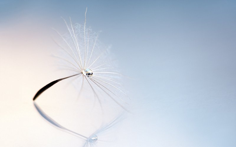 Обои одуванчики