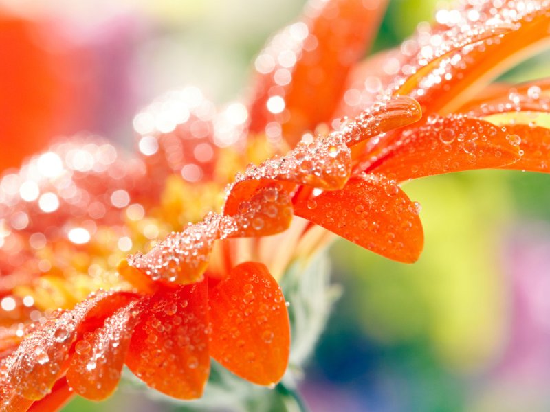 Оранжевые цветы