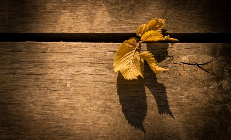 Листья Минимализм