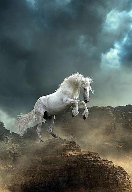 Красивые лошади