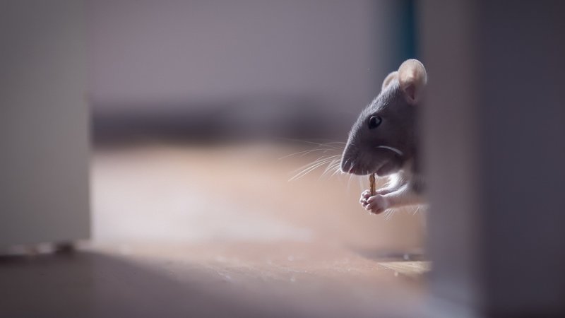 Мышь на столе