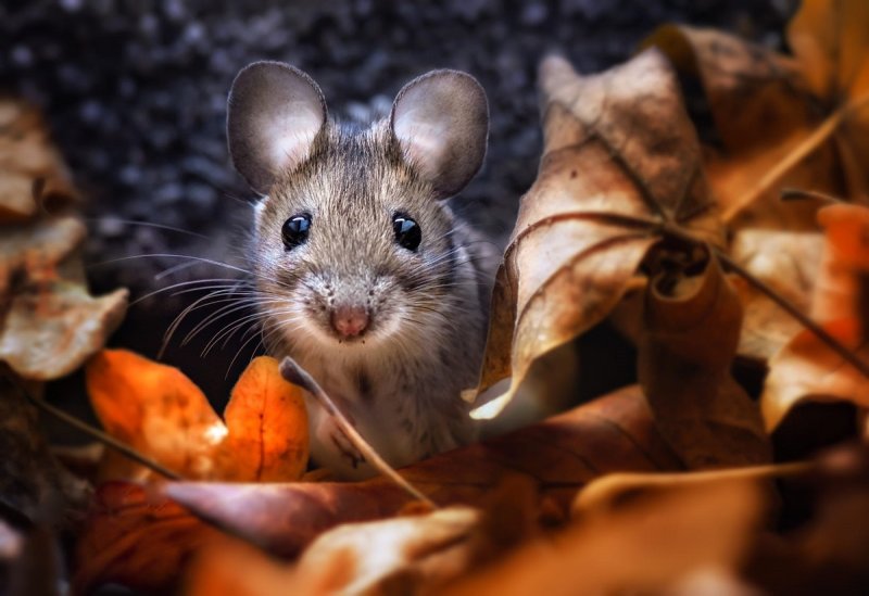 Мышка Живая