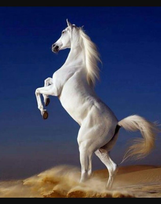 Картинки лошадей красивые