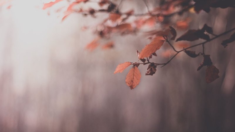 Осень Минимализм