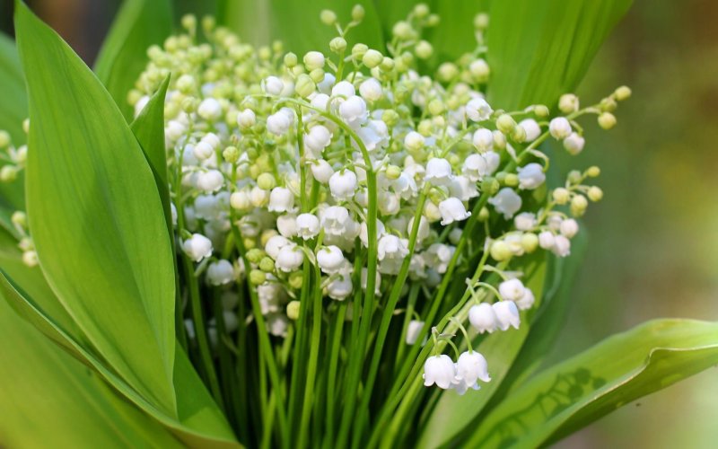 Ландыши "первоцветы"