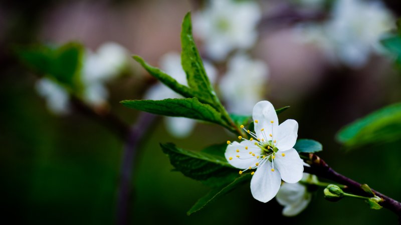 Весенние цветы