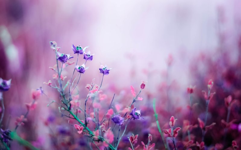 Фиолетовые цветочки