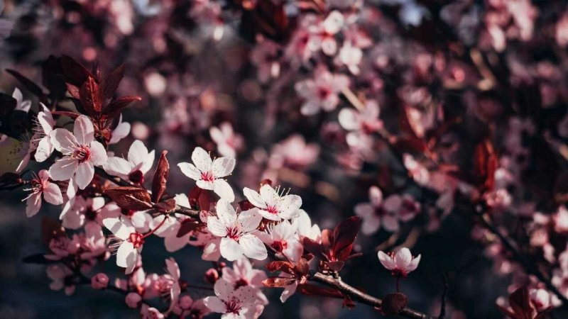 Сакура вишня