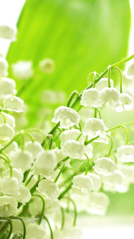 Заставка Весна