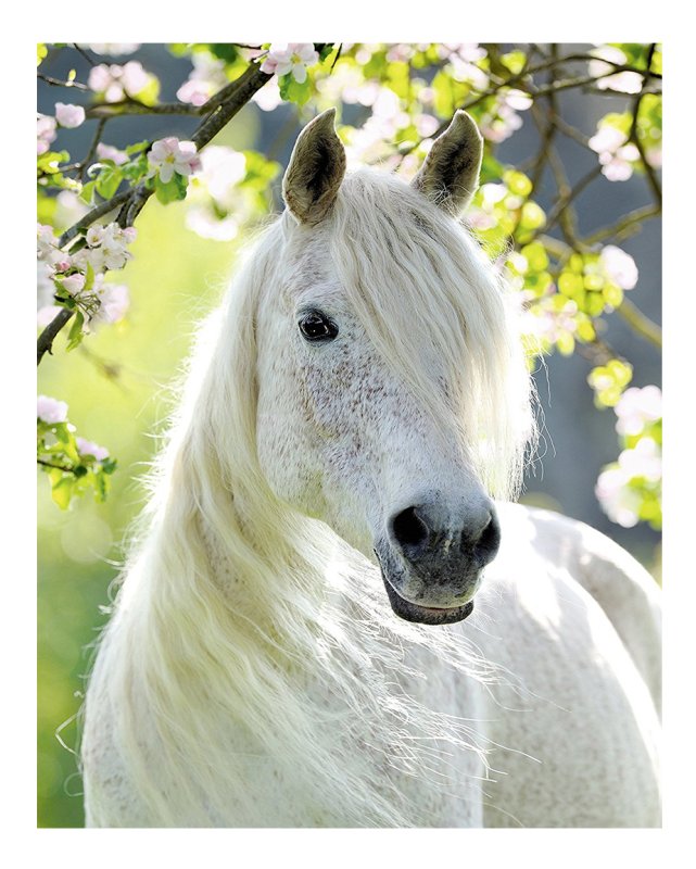 Картинки на рабочий стол лошади