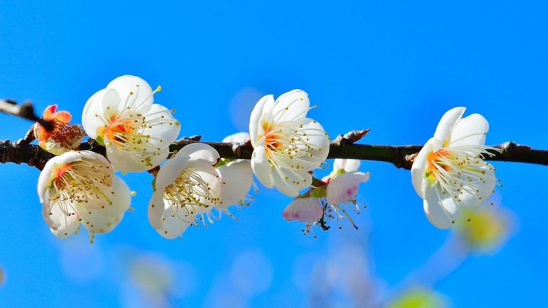 Ветка Цветущая