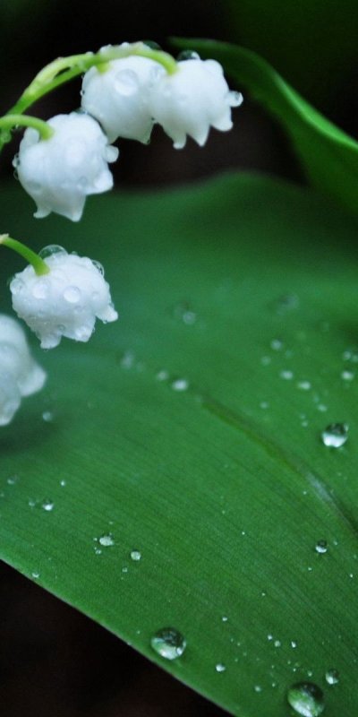 Весна Ландыши